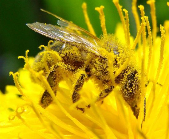 abelhas e a polinização